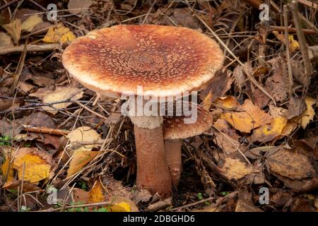 Fungus crescita nella foresta, Suffolk, Regno Unito Foto Stock