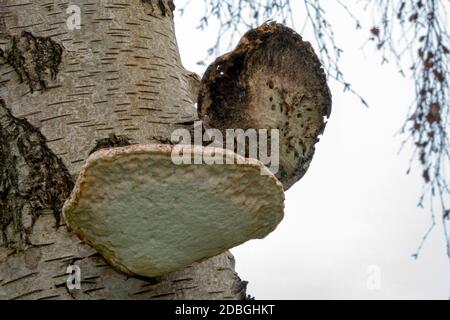 Birch Polyporo o Razor Stop Fungus, Suffolk Forest Foto Stock