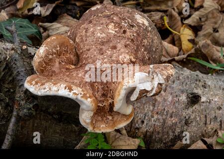 Birch Polyporo o Razor Stop Fungus, Suffolk Forest Foto Stock