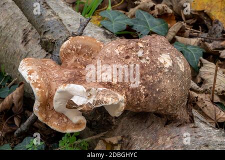 Birch Polyporo o Razor Stop Fungus, Suffolk Forest Foto Stock