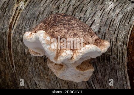 Birch Polyporo o Razor Stop Fungus, Suffolk Forest Foto Stock