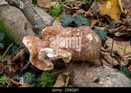 Birch Polyporo o Razor Stop Fungus, Suffolk Forest Foto Stock