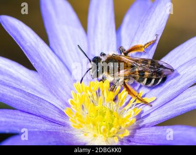 Macro di un ape impollinazione un fiore blossom Foto Stock