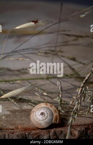 Lumaca marrone, su tronco di albero, anelli di età, linee, piante, macro fotografia Foto Stock