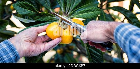Primo piano delle mani del contadino che raccolgono i medlari nel frutteto con forbici. Agricoltura tradizionale. Foto Stock