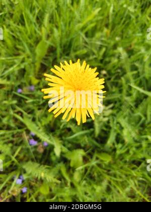 Cammelli neri mamma e bambino su sfondo bianco. Foto Stock