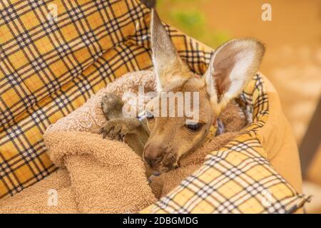 Cucciolo orfano canguro joey in letto per animali. Vista ravvicinata. Foto Stock