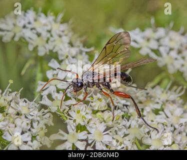 Holzwespe "specifiche Lissonota" Bestimung ohne Gewähr! Foto Stock