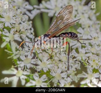 Holzwespe "specifiche Lissonota" Bestimung ohne Gewähr! Foto Stock