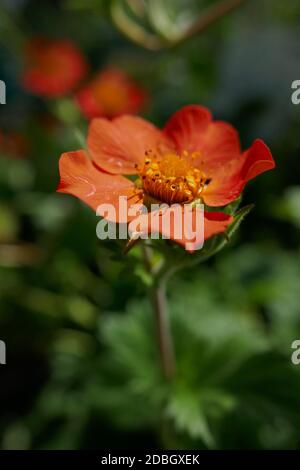 Geum coccineum Borisii Foto Stock