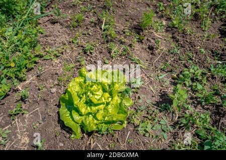 insalate di testa in un campo su una fattoria biologica coltivata senza pesticidi e prodotti chimici. Foto Stock