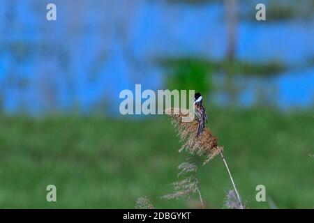 Mazzetto di lamella comune maschio in lamella Foto Stock