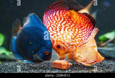 Pesce colorato dalle pieces Symphysodon disco in acquario alimentazione su mucca cuore carne cubo. Foto Stock