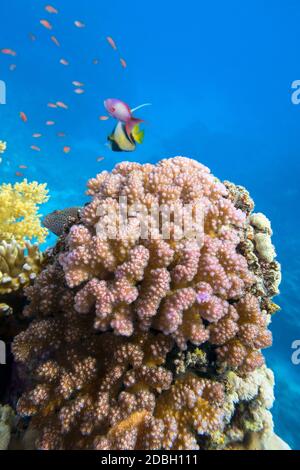 Colorata barriera corallina ai piedi del mare tropicale, violetto Cauliflower Coral, paesaggio sottomarino Foto Stock