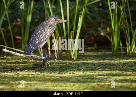 Bird, giovane nitticora pesca nel lago Foto Stock