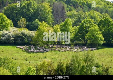 Mandria di pecore che pascolano su una montagna Foto Stock