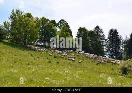 Mandria di pecore che pascolano su una montagna Foto Stock