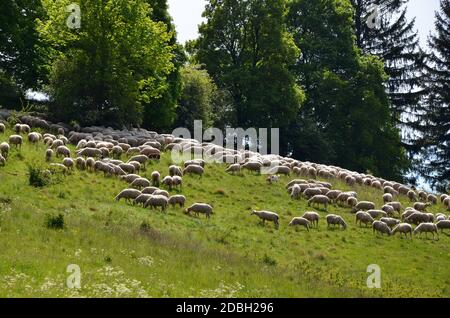 Mandria di pecore che pascolano su una montagna Foto Stock