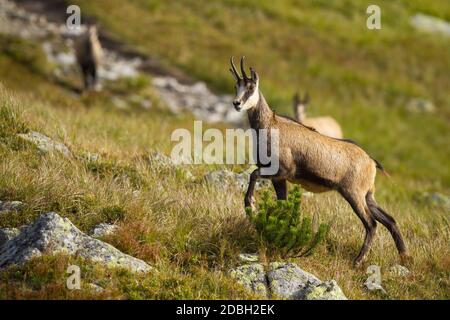 Camoscio di Tatra, rupicapra rupicapra tatrica, a piedi su una collina con rocce ed erba secca in montagna. Animale selvatico con corna curve e scalata con pelliccia bruna Foto Stock