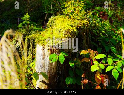 Tree Stump con copertura muschio nella trave Foto Stock