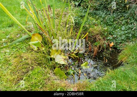 Mantenimento di un giardino stagno fauna selvatica in autunno 3, Regno Unito. Un piccolo stagno del giardino dopo la compensazione e la rifilatura le piante eccedenti del laghetto. Foto Stock