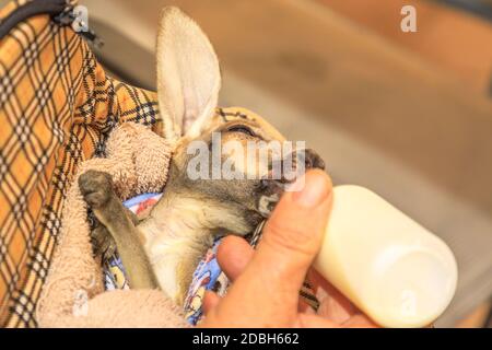 Closeup del bambino Kangaroo joey orfano con il suo latte. Turista che alimenta un piccolo canguro con bottiglia di latte. Marsupial Australiano, Australia Meridionale, Rosso Foto Stock