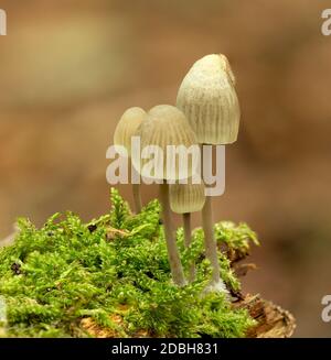 Funghi chiamati Milkdrop mycena (miceli galopus) su un tronco morto nella foresta di Heiloeer, Paesi Bassi Foto Stock