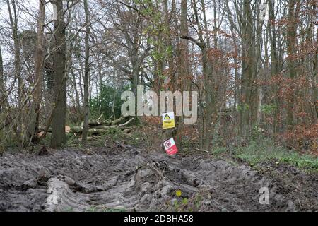 Titsey,Surrey,UK,17 Novembre 2020,la deforestazione si svolge su White Lane, Titsey in Surrey. Gli alberi di cenere vengono abbattuti a causa di malattie che li rendono insicuri e instabili. Gli alberi saranno tutti sostituiti con nuove segature come la perdita di alberi e di altra vegetazione può causare il cambiamento climatico, desertificazione, erosione del suolo, meno raccolti, inondazioni, aumento dei gas serra nell'atmosphere.Credit: Keith Larby/Alamy Live News Foto Stock