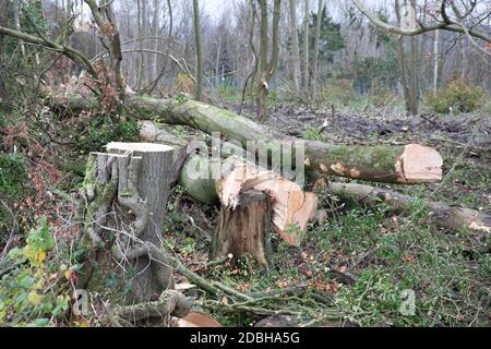 Titsey,Surrey,UK,17 Novembre 2020,la deforestazione si svolge su White Lane, Titsey in Surrey. Gli alberi di cenere vengono abbattuti a causa di malattie che li rendono insicuri e instabili. Gli alberi saranno tutti sostituiti con nuove segature come la perdita di alberi e di altra vegetazione può causare il cambiamento climatico, desertificazione, erosione del suolo, meno raccolti, inondazioni, aumento dei gas serra nell'atmosphere.Credit: Keith Larby/Alamy Live News Foto Stock