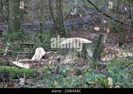 Titsey,Surrey,UK,17 Novembre 2020,la deforestazione si svolge su White Lane, Titsey in Surrey. Gli alberi di cenere vengono abbattuti a causa di malattie che li rendono insicuri e instabili. Gli alberi saranno tutti sostituiti con nuove segature come la perdita di alberi e di altra vegetazione può causare il cambiamento climatico, desertificazione, erosione del suolo, meno raccolti, inondazioni, aumento dei gas serra nell'atmosphere.Credit: Keith Larby/Alamy Live News Foto Stock