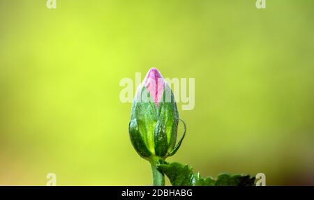 Ora un piccolo germoglio rosa, ma presto essere un grande fiore showy. Questo germoglio contro un bel sfondo verde bokeh raffigura la natura al suo meglio con un calmante Foto Stock