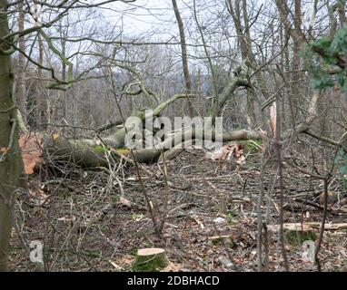 Titsey,Surrey,UK,17 Novembre 2020,la deforestazione si svolge su White Lane, Titsey in Surrey. Gli alberi di cenere vengono abbattuti a causa di malattie che li rendono insicuri e instabili. Gli alberi saranno tutti sostituiti con nuove segature come la perdita di alberi e di altra vegetazione può causare il cambiamento climatico, desertificazione, erosione del suolo, meno raccolti, inondazioni, aumento dei gas serra nell'atmosphere.Credit: Keith Larby/Alamy Live News Foto Stock