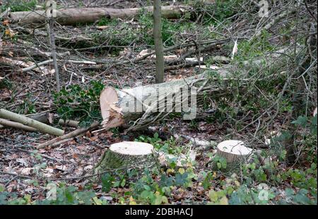 Titsey,Surrey,UK,17 Novembre 2020,la deforestazione si svolge su White Lane, Titsey in Surrey. Gli alberi di cenere vengono abbattuti a causa di malattie che li rendono insicuri e instabili. Gli alberi saranno tutti sostituiti con nuove segature come la perdita di alberi e di altra vegetazione può causare il cambiamento climatico, desertificazione, erosione del suolo, meno raccolti, inondazioni, aumento dei gas serra nell'atmosphere.Credit: Keith Larby/Alamy Live News Foto Stock