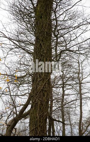 Titsey,Surrey,UK,17 Novembre 2020,la deforestazione si svolge su White Lane, Titsey in Surrey. Gli alberi di cenere vengono abbattuti a causa di malattie che li rendono insicuri e instabili. Gli alberi saranno tutti sostituiti con nuove segature come la perdita di alberi e di altra vegetazione può causare il cambiamento climatico, desertificazione, erosione del suolo, meno raccolti, inondazioni, aumento dei gas serra nell'atmosphere.Credit: Keith Larby/Alamy Live News Foto Stock