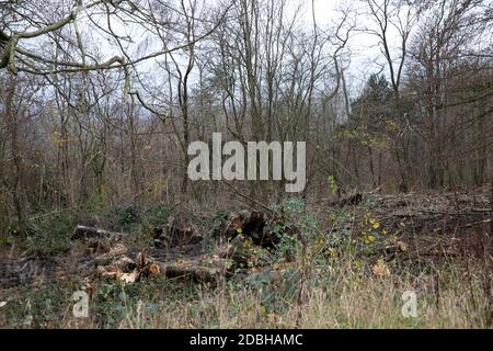 Titsey,Surrey,UK,17 Novembre 2020,la deforestazione si svolge su White Lane, Titsey in Surrey. Gli alberi di cenere vengono abbattuti a causa di malattie che li rendono insicuri e instabili. Gli alberi saranno tutti sostituiti con nuove segature come la perdita di alberi e di altra vegetazione può causare il cambiamento climatico, desertificazione, erosione del suolo, meno raccolti, inondazioni, aumento dei gas serra nell'atmosphere.Credit: Keith Larby/Alamy Live News Foto Stock