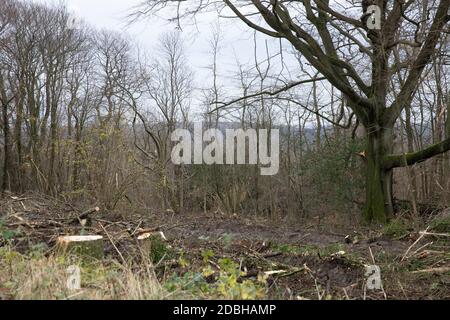 Titsey,Surrey,UK,17 Novembre 2020,la deforestazione si svolge su White Lane, Titsey in Surrey. Gli alberi di cenere vengono abbattuti a causa di malattie che li rendono insicuri e instabili. Gli alberi saranno tutti sostituiti con nuove segature come la perdita di alberi e di altra vegetazione può causare il cambiamento climatico, desertificazione, erosione del suolo, meno raccolti, inondazioni, aumento dei gas serra nell'atmosphere.Credit: Keith Larby/Alamy Live News Foto Stock