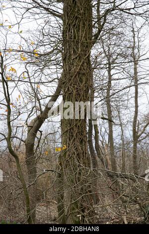 Titsey,Surrey,UK,17 Novembre 2020,la deforestazione si svolge su White Lane, Titsey in Surrey. Gli alberi di cenere vengono abbattuti a causa di malattie che li rendono insicuri e instabili. Gli alberi saranno tutti sostituiti con nuove segature come la perdita di alberi e di altra vegetazione può causare il cambiamento climatico, desertificazione, erosione del suolo, meno raccolti, inondazioni, aumento dei gas serra nell'atmosphere.Credit: Keith Larby/Alamy Live News Foto Stock