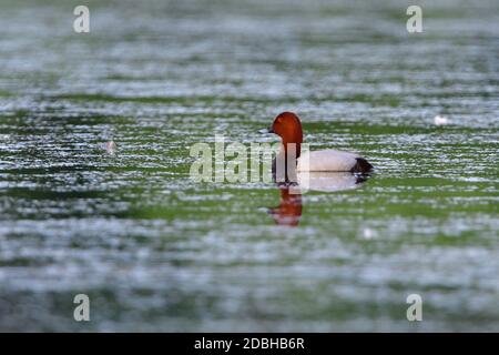 Male comune in un lago Foto Stock