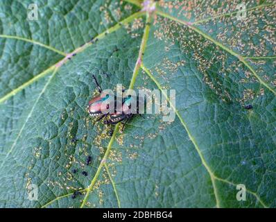 Due coleotteri giapponesi decidono di sposarsi su una foglia d'uva trovata nel Missouri. La foto macro si concentra sui due insetti e presenta un effetto bokeh t Foto Stock
