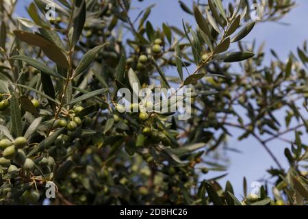 Olivo pieno di olive, Puglia, Italia Foto Stock