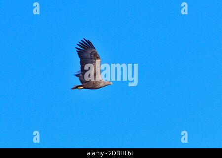 Aquila dalla coda bianca in volo al sole del mattino Foto Stock