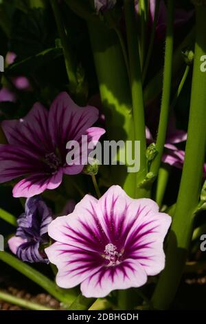 Mauritana mallow Foto Stock