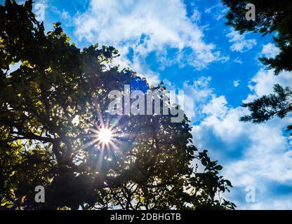 Sunset in an English Autumn Garden. Foto Stock