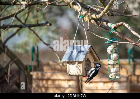 Ottima alimentazione del picchio macchiato sull'alimentatore Foto Stock