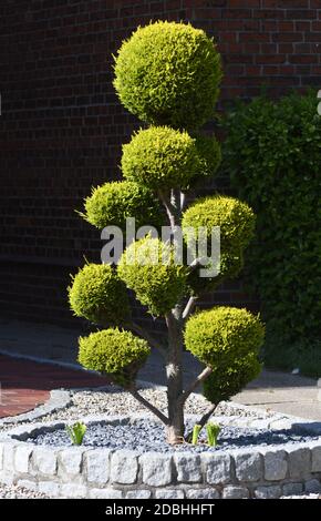 tagliare legno di bosso Foto Stock