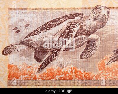 Tartaruga marina Hawksbill un ritratto dal denaro malese Foto Stock