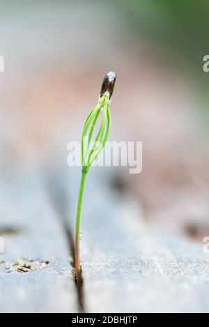 Erba verde piccola che cresce da un ceppo di albero in una molla. Nuova vita. Profondità di campo poco profonda Foto Stock