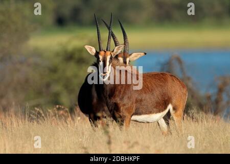 Antilopi minacciati (Hippotragus niger) in habitat naturale, Sudafrica Foto Stock