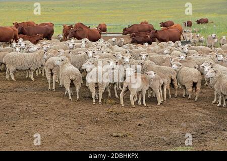 Pecore e bovini merini a libero raggio in rangeland naturale in una fattoria rurale sudafricana Foto Stock