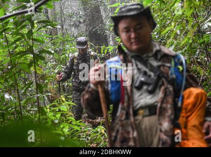 (201117) -- HAIKOU, 17 novembre 2020 (Xinhua) -- Gibbon Surveyors trudge nelle foreste pluviali tropicali sul Monte Bawangling nella provincia Hainan della Cina meridionale, 16 novembre 2020. Noti come i primati più rari del mondo, i gibboni hainan stanno aumentando in numero grazie ad un ambiente migliorato. Gli ultimi dati del dipartimento forestale della provincia suggeriscono che ci sono 33 gibboni che vivono in cinque famiglie, un aumento triplicato della popolazione rispetto agli anni '70. Le scimmie crestate di nero si trovano solo nella riserva naturale nazionale di Bawangling sull'isola di Hainan. Vivono in foresta pluviale di oltre 10 metri di altezza e raramente Foto Stock